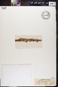 Lecanactis abietina image