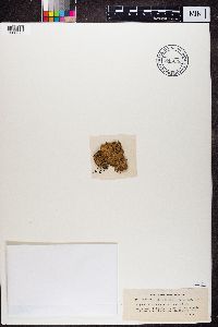 Image of Peltigera collina