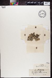 Physcia stellaris image