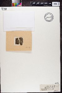 Arthonia atra image