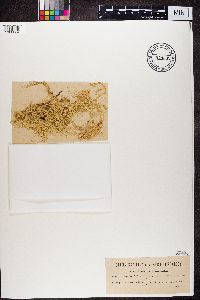 Media resource of Evernia divaricata