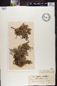 Evernia furfuracea image