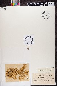 Lobaria pulmonaria image