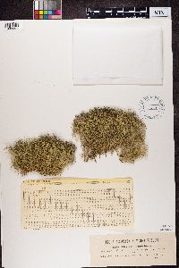 Thumbnail image of current specimen