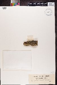 Chaenotheca trichialis image