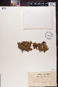 Sticta fuliginosa image