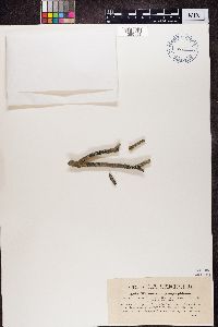 Rhizocarpon geographicum image