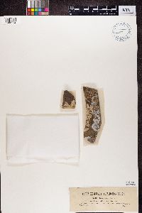 Lecanora marginata image