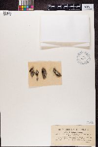 Gyalecta ulmi image
