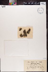 Bacidia rubella image