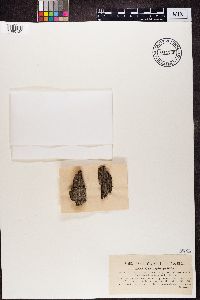 Sclerophora pallida image