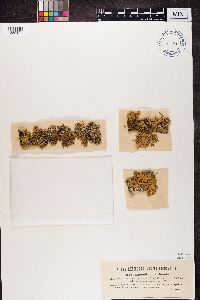 Ramalina pollinaria image
