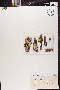 Imshaugia aleurites image