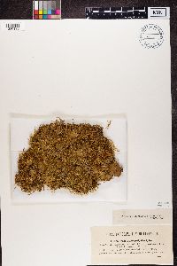 Peltigera polydactyla image