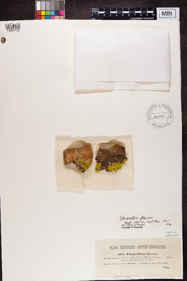 Pleopsidium flavum image