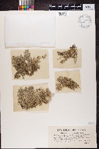 Cladonia rangiferina image