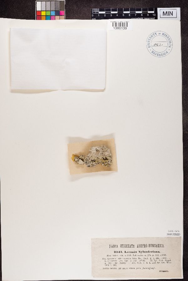 Lecania nylanderiana image