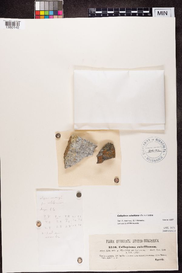 Callopisma rubellianum image