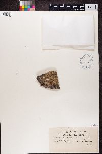 Aspicilia cinerea image