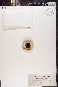 Bacidia bagliettoana image