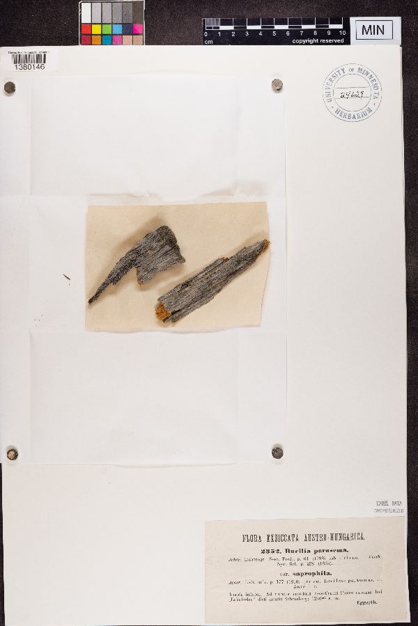 Buellia parasema var. saprophila image