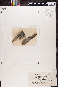 Buellia parasema image