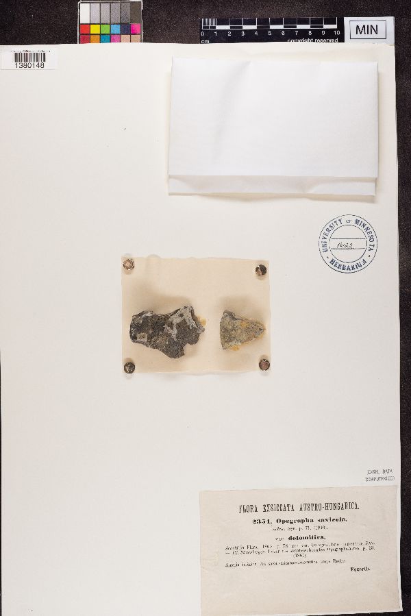 Opegrapha dolomitica image