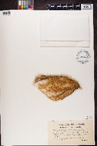 Media resource of Ramalina chondrina