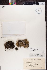 Peltigera rufescens image