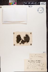 Protopannaria pezizoides image