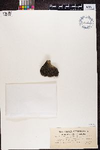 Vahliella leucophaea image