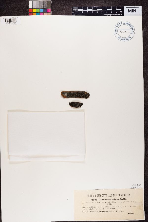 Parmeliella triptophylla image