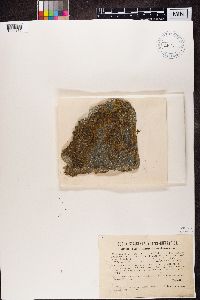 Image Associated With the Occurrence