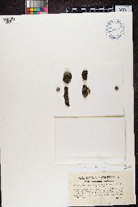 Rinodina sophodes image