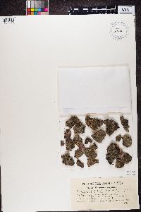 Lecanora carpinea image