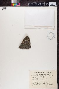 Lecanora polytropa image