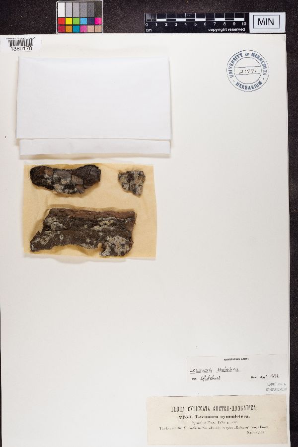 Lecanora symmicta image