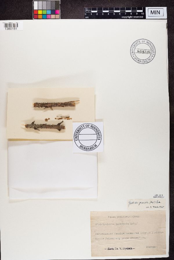 Gyalecta piceicola image