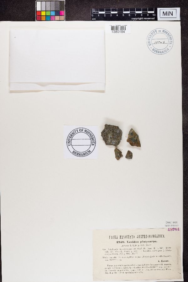 Lecidea platycarpa image