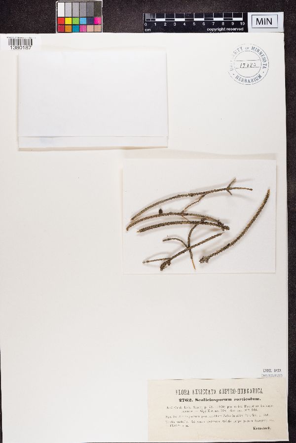 Scoliciosporum image