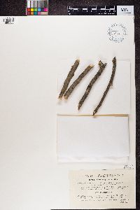 Arthonia exilis image