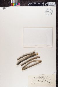 Phaeocalicium populneum image