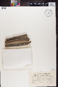 Naetrocymbe punctiformis image