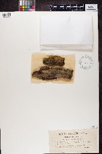 Hypocenomyce scalaris image