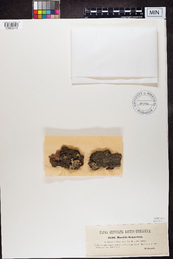 Buellia schaereri image