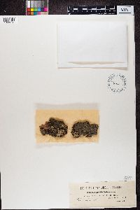 Media resource of Buellia schaereri