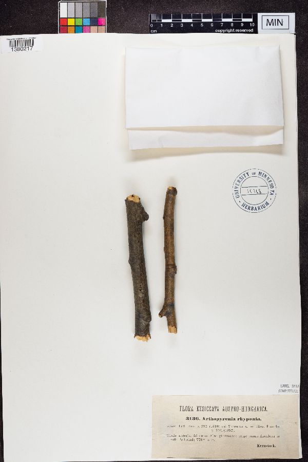 Arthopyrenia rhyponta image