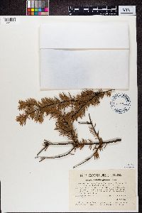 Seuratia millardetii image