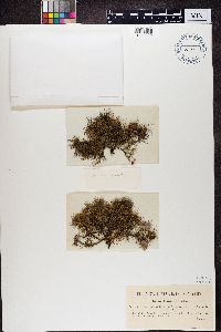 Usnea florida image
