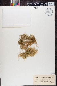Usnea florida image